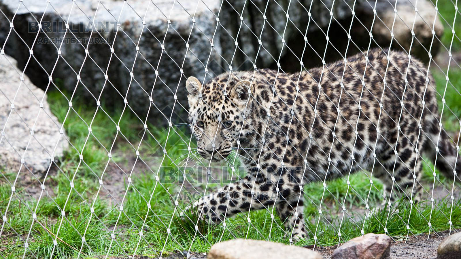 Filet en câble d'acier inoxydable flexible à manchons maille pour enclos de zoo